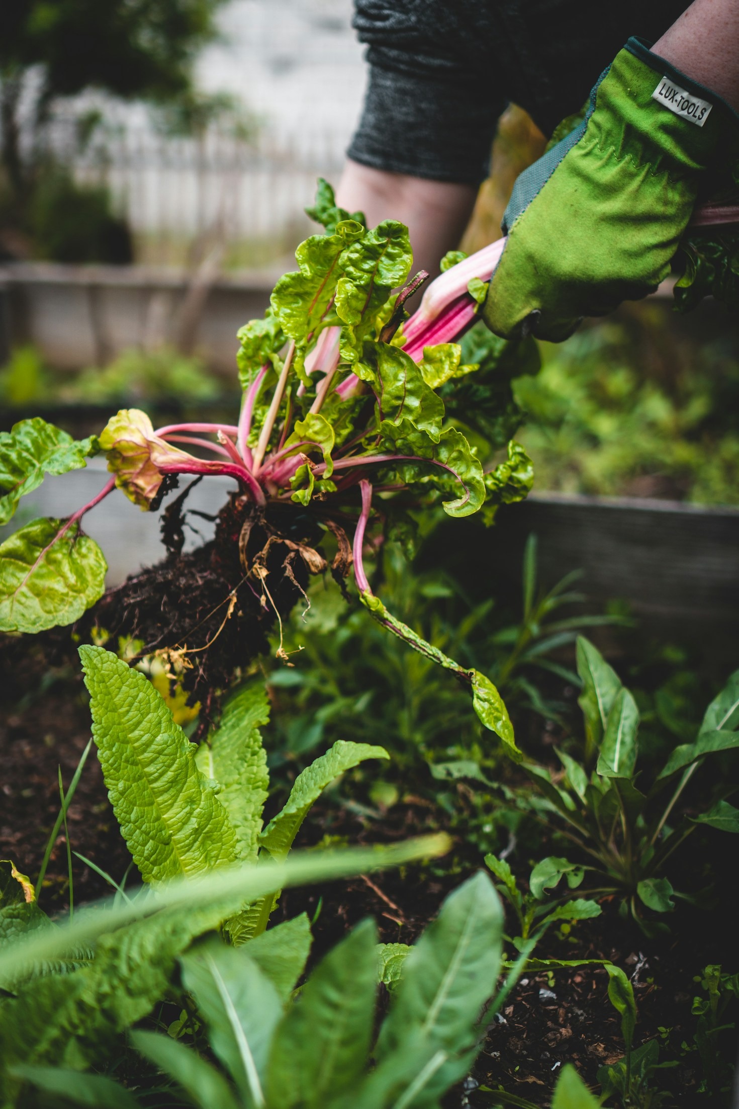 The History of Sharston’s Allotment Community